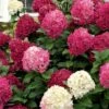 Little Lime Punch Hydrangea - 3 Gallon Pot -Foxtail Plant Shop hydrangea paniculata little lime punch 1