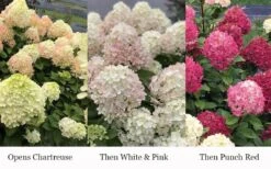 Little Lime Punch Hydrangea - 3 Gallon Pot -Foxtail Plant Shop hydrangea paniculata little lime punch 3