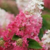 Pinky Winky Prime Hydrangea - 3 Gallon Pot -Foxtail Plant Shop hydrangea paniculata pinky winky prime 1
