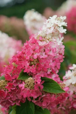 Pinky Winky Prime Hydrangea - 3 Gallon Pot