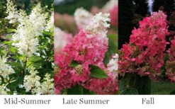 Pinky Winky Prime Hydrangea - 3 Gallon Pot -Foxtail Plant Shop hydrangea paniculata pinky winky prime 3