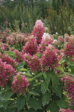 Pinky Winky Prime Hydrangea - 3 Gallon Pot -Foxtail Plant Shop hydrangea paniculata pinky winky prime 4