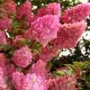 Strawberry Sundae Hydrangea - 3 Gallon Pot -Foxtail Plant Shop hydrangea paniculata strawberry sundae 1