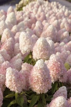 Sweet Summer Panicle Hydrangea - 3 Gallon Pot -Foxtail Plant Shop hydrangea paniculata sweet summer 1