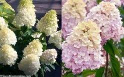 Sweet Summer Panicle Hydrangea - 3 Gallon Pot -Foxtail Plant Shop hydrangea paniculata sweet summer 7