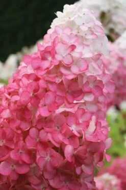 Vanilla Strawberry Hydrangea - 1 Gallon Pot 13 Vanilla Strawberry Hydrangea - 1 Gallon Pot -Foxtail Plant Shop hydrangea paniculata vanilla strawberry 20 2
