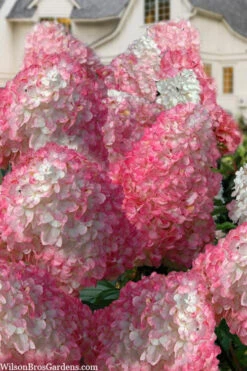 Vanilla Strawberry Hydrangea - 7 Gallon Pot