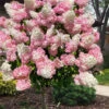 Vanilla Strawberry Hydrangea (Single Trunk Tree Form) - 7 Gallon Pot (5-7') 12 Vanilla Strawberry Hydrangea (Single Trunk Tree Form) - 7 Gallon Pot (5-7') -Foxtail Plant Shop hydrangea paniculata vanilla strawberry single trunk tree form 1