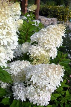 Phantom Hydrangea - 2 Gallon Pot -Foxtail Plant Shop hydrangea phantom 500x750 2