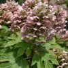 Queen Of Hearts Oakleaf Hydrangea - 3 Gallon Pot -Foxtail Plant Shop hydrangea queen of hearts oakleaf 500x750 1