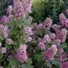 Gatsby Pink Oakleaf Hydrangea - 3 Gallon Pot -Foxtail Plant Shop hydrangea quercifolia gatsby pink 17