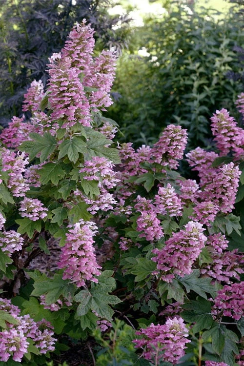 Gatsby Pink Oakleaf Hydrangea - 3 Gallon Pot 1 Gatsby Pink Oakleaf Hydrangea - 3 Gallon Pot