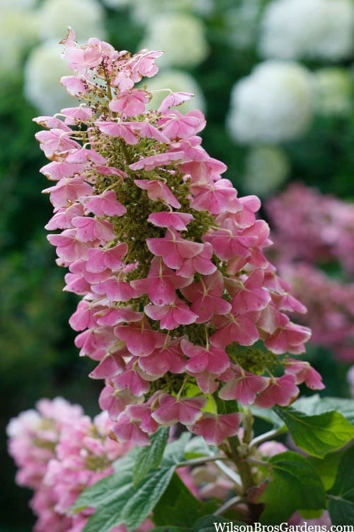 Gatsby Pink Oakleaf Hydrangea - 3 Gallon Pot 4 Gatsby Pink Oakleaf Hydrangea - 3 Gallon Pot - Image 4