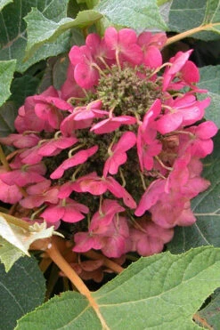 Munchkin Dwarf Oakleaf Hydrangea - 3 Gallon Pot -Foxtail Plant Shop hydrangea quercifolia munchkin dwarf oakleaf 20