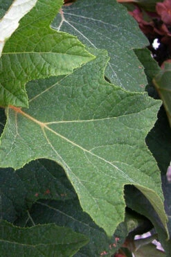 Munchkin Dwarf Oakleaf Hydrangea - 3 Gallon Pot -Foxtail Plant Shop hydrangea quercifolia munchkin dwarf oakleaf 21