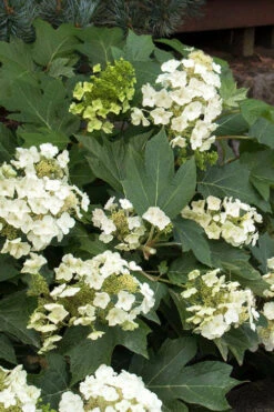 Munchkin Dwarf Oakleaf Hydrangea - 3 Gallon Pot -Foxtail Plant Shop hydrangea quercifolia munchkin dwarf oakleaf 22