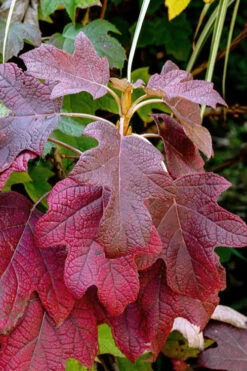 Munchkin Dwarf Oakleaf Hydrangea - 3 Gallon Pot -Foxtail Plant Shop hydrangea quercifolia munchkin dwarf oakleaf 23