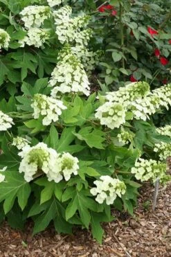 Pee Wee Dwarf Oakleaf Hydrangea - 2 Gallon Pot -Foxtail Plant Shop hydrangea quercifolia pee wee oakleaf 1 2
