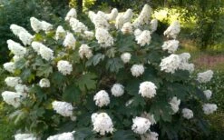 Queen Of Hearts Oakleaf Hydrangea - 3 Gallon Pot -Foxtail Plant Shop hydrangea quercifolia queen of hearts 4