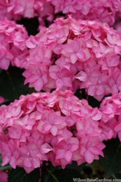 Let's Dance 'Can Do' Hydrangea - 2 Gallon Pot -Foxtail Plant Shop hydrangea serrata lets dance can do 2 1