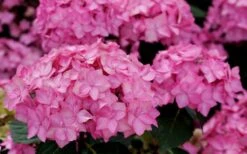 Let's Dance 'Can Do' Hydrangea - 3 Gallon Pot -Foxtail Plant Shop hydrangea serrata lets dance can do 3