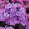 Let's Dance 'Can Do' Hydrangea - 2 Gallon Pot 14 Let's Dance 'Can Do' Hydrangea - 2 Gallon Pot -Foxtail Plant Shop hydrangea serrata lets dance can do 5 1