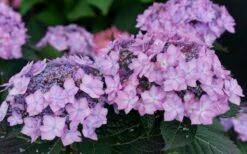 Let's Dance 'Can Do' Hydrangea - 3 Gallon Pot -Foxtail Plant Shop hydrangea serrata lets dance can do 7
