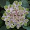 Painters Pallet Hydrangea - 1 Gallon Pot -Foxtail Plant Shop hydrangea serrata painters palette 1