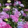 Preziosa Multi Color Hydrangea - 1 Gallon Pot -Foxtail Plant Shop hydrangea serrata preziosa 100 1