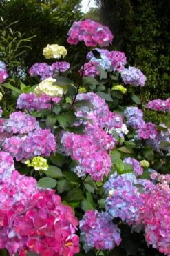 Preziosa Multi Color Hydrangea - 1 Gallon Pot