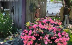 Tuff Stuff Red Mountain Hydrangea - 3 Gallon Pot -Foxtail Plant Shop hydrangea serrata tuff stuff red mountain 4