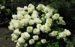 Silver Dollar Hydrangea - 3 Gallon Pot -Foxtail Plant Shop hydrangea silver dollar 2