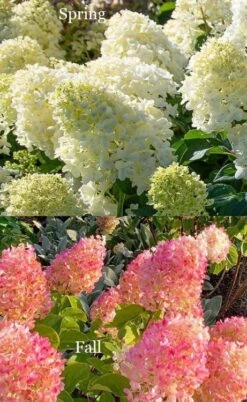 Silver Dollar Hydrangea - 3 Gallon Pot -Foxtail Plant Shop hydrangea silver dollar 4