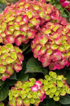 Tilt-A-Swirl Hydrangea - 3 Gallon Pot -Foxtail Plant Shop hydrangea tilt a whirl 500x750 1
