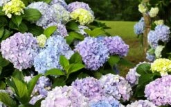 Dear Dolores Hydrangea - 3 Gallon Pot -Foxtail Plant Shop hydrangea20dear20delores