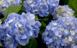 Dear Dolores Hydrangea - 1 Gallon Pot 11 Dear Dolores Hydrangea - 1 Gallon Pot -Foxtail Plant Shop hydrangea20dear20delores202 2