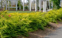 Thunderbolt Golden Box Honeysuckle - 3 Gallon Pot -Foxtail Plant Shop lonicera nitida thunderbolt box honeysuckle 1
