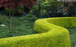 Thunderbolt Golden Box Honeysuckle - 3 Gallon Pot -Foxtail Plant Shop lonicera nitida thunderbolt box honeysuckle 4