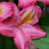 Country Cousin Pink Aromi Azalea (Rhododendron Hybrid) - 3 Gallon Pot -Foxtail Plant Shop native azalea country cousins 4