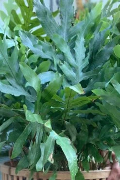 Blue Star Fern - 1 Gallon Pot -Foxtail Plant Shop phlebodium aureum blue star fern 1