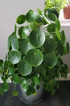 UFO Plant (Pilea Peperomiodes) - 1 Gallon Pot