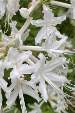White Alabama Native Azalea (Rhododendron Alabamense) - 3 Gallon Pot -Foxtail Plant Shop rhododendron alabamense alabama native azalea 4