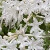 White Alabama Native Azalea (Rhododendron Alabamense) - 3 Gallon Pot -Foxtail Plant Shop rhododendron alabamense alabama native azalea 5