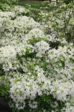 White Alabama Native Azalea (Rhododendron Alabamense) - 3 Gallon Pot -Foxtail Plant Shop rhododendron alabamense alabama native azalea 6