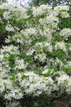 White Alabama Native Azalea (Rhododendron Alabamense) - 3 Gallon Pot -Foxtail Plant Shop rhododendron alabamense alabama native azalea 8