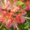Anne Marie Native Azalea (Rhododendron) - 3 Gallon Pot -Foxtail Plant Shop rhododendron anne marie native azalea 1