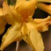 Appalachian Gold Aromi Azalea (Rhododendron Hybrid) - 3 Gallon Pot -Foxtail Plant Shop rhododendron appalachian gold azalea 100