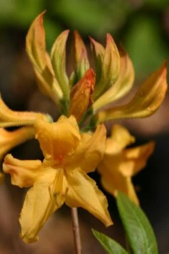 Appalachian Gold Aromi Azalea (Rhododendron Hybrid) - 3 Gallon Pot -Foxtail Plant Shop rhododendron appalachian gold azalea 102