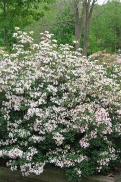 Coastal Azalea (Rhododendron Atlanticum) - 3 Gallon Pot -Foxtail Plant Shop rhododendron atlanticum coastal azalea 1