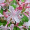 Coastal Azalea (Rhododendron Atlanticum) - 3 Gallon Pot -Foxtail Plant Shop rhododendron atlanticum coastal azalea 6